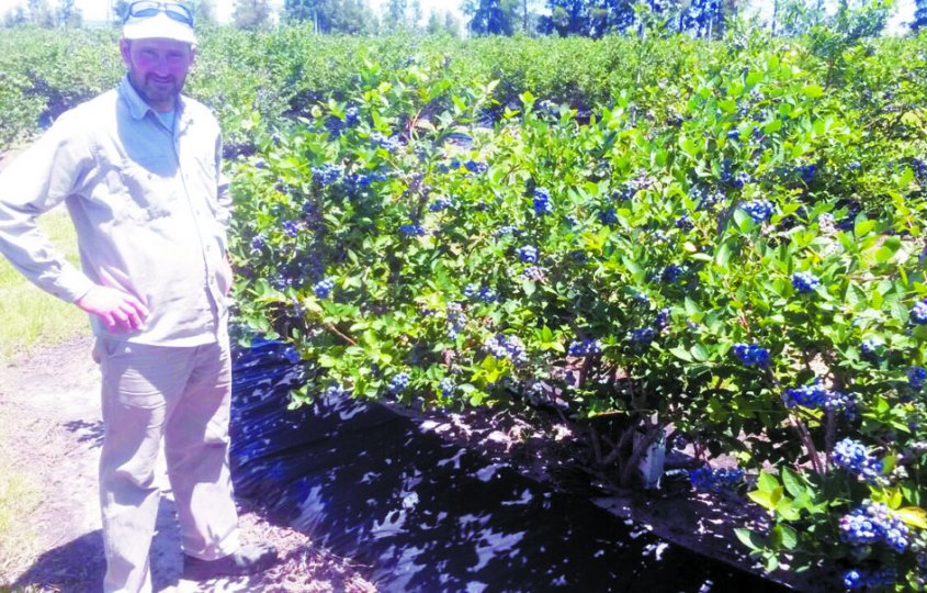 Productores afirman que se perdi&oacute; la mitad de la cosecha de ar&aacute;ndanos
