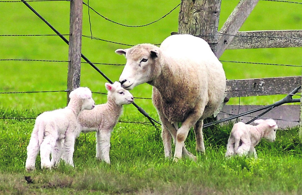 Colombia volvi&oacute; a comprar ovinos de carne en Uruguay
