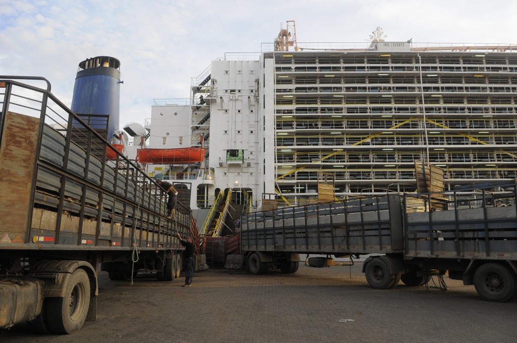 Compran vaquillonas pre&ntilde;adas Holando para exportar a Medio Oriente