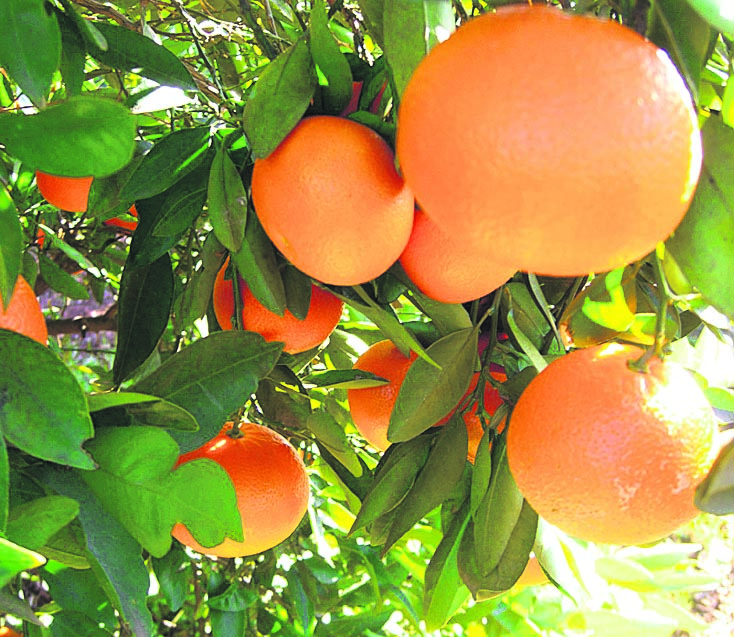 Se triplic&oacute; exportaci&oacute;n de c&iacute;tricos a Estados Unidos