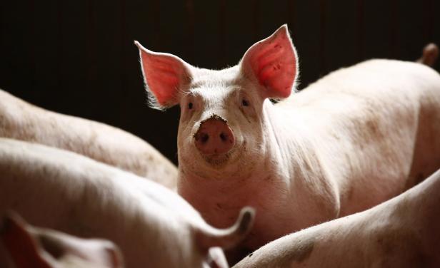 Creci&oacute; 68% la importaci&oacute;n de carne suina hasta 2014