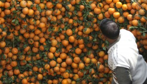 Estados Unidos ya acapar&oacute; 3.400 toneladas de c&iacute;tricos uruguayos