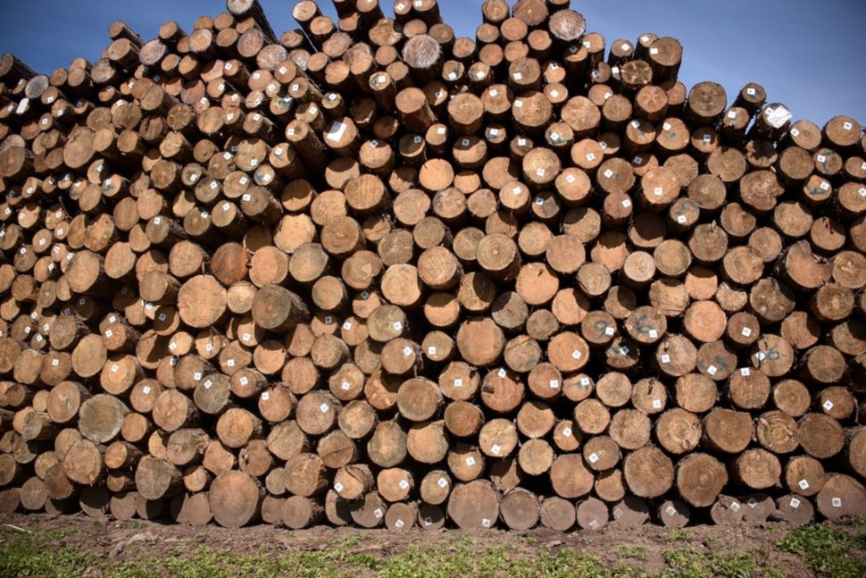 Coletazo de la guerra comercial: mercado top del pino uruguayo dej&oacute; de comprar